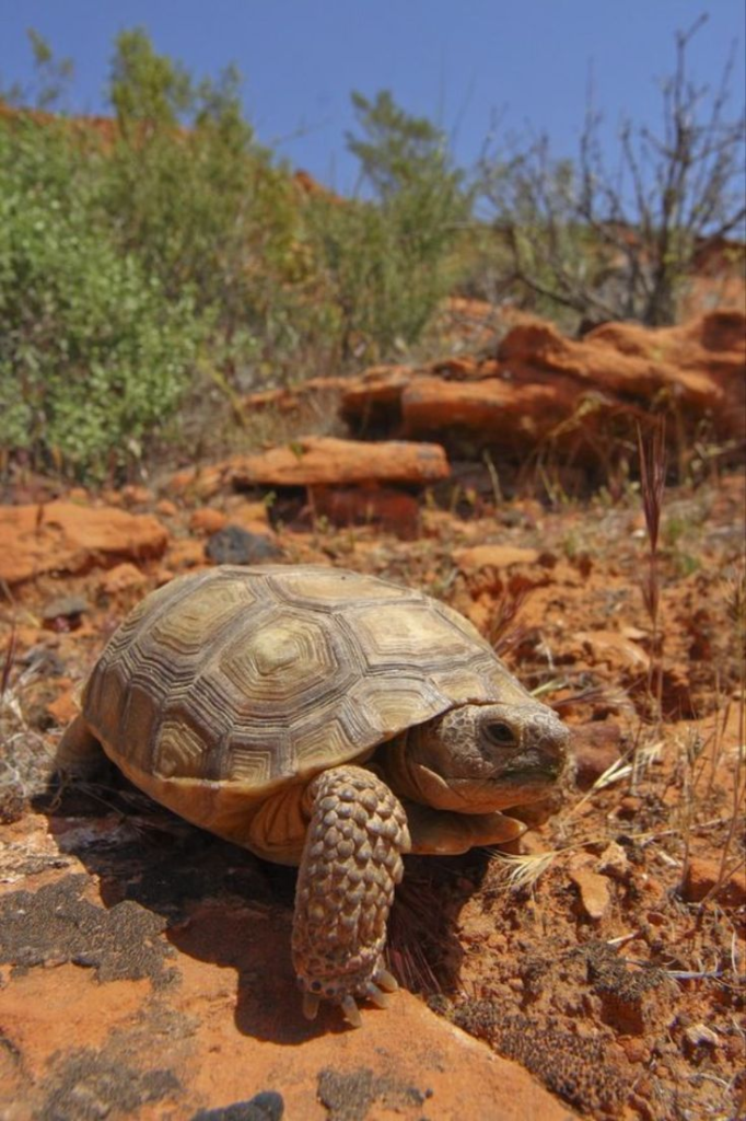 The Ultimate Guide to Arizona’s Desert Wildlife and Native Plants 9 image 145