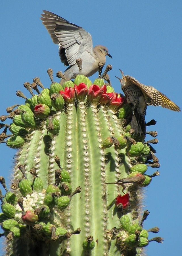 The Ultimate Guide to Arizona’s Desert Wildlife and Native Plants 10 image 149