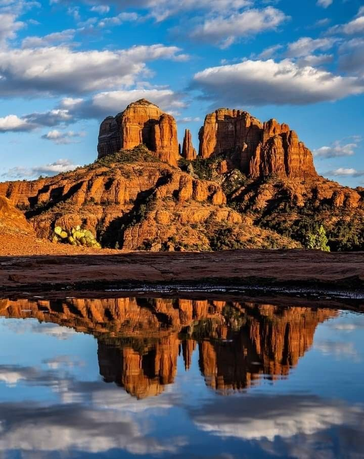 The Ultimate Guide to Arizona’s Desert Wildlife and Native Plants 20 image 158