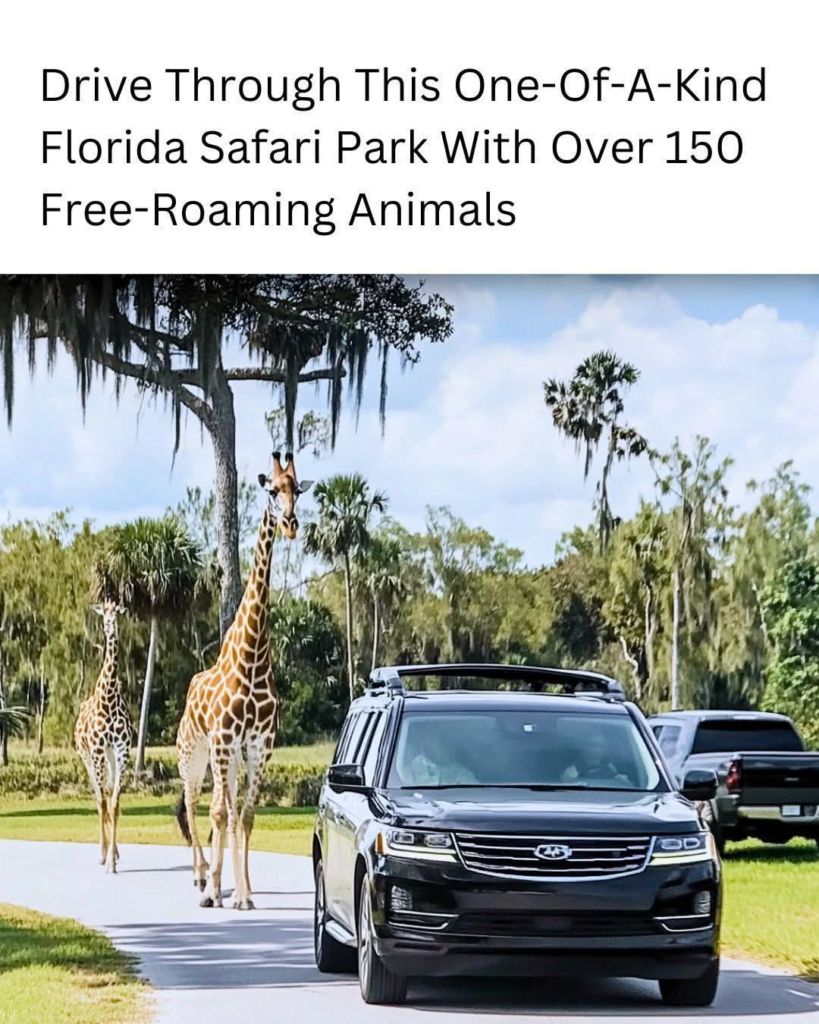 20 Images Shows How Florida Became a United States Territory in 1821 17 image 238