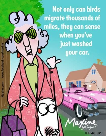 20 Hilarious Maxine Quotes That Perfectly Describe Everyday Life 10 image 94