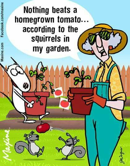20 Hilarious Maxine Quotes That Perfectly Describe Everyday Life 12 image 98
